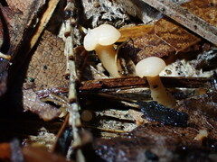 Cudonia lutea