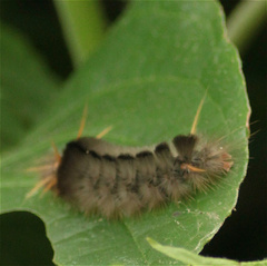 Halysidota