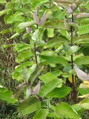 Asclepias syriaca
