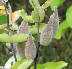 Asclepias syriaca