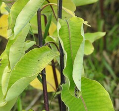 Asclepias syriaca