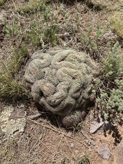 Pediocactus simpsonii