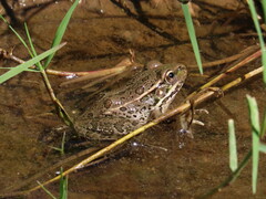 Lithobates yavapaiensis
