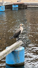 Phalacrocorax carbo