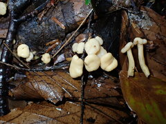 Cudonia lutea