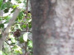 Melospiza melodia image