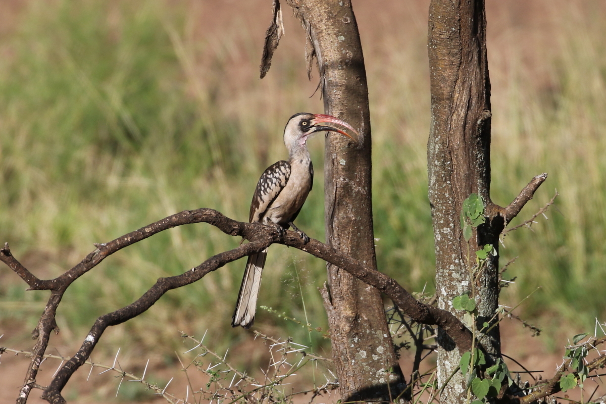 Tanzanian Red-billed Hornbill (Tockus ruahae), photo 6