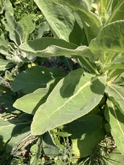 Verbascum