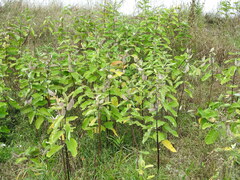 Asclepias syriaca