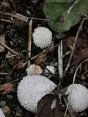 Lycoperdon curtisii