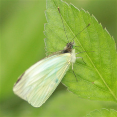 Leptophobia