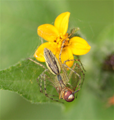 Peucetia rubrolineata