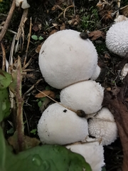 Lycoperdon curtisii