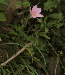 Zephyranthes carinata