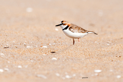 Charadrius collaris