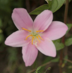 Zephyranthes carinata