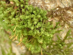 Ulota