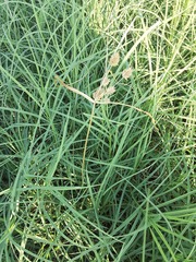 Cyperus rotundus