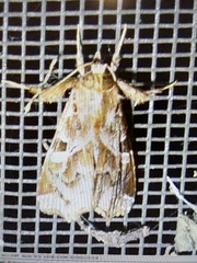 Callopistria floridensis