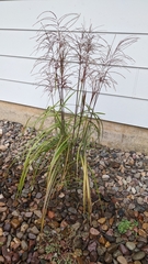 Miscanthus sacchariflorus