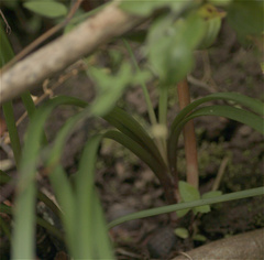 Zephyranthes carinata