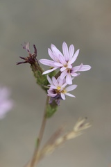 Lessingia nemaclada