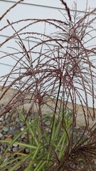 Miscanthus sacchariflorus