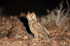 Bubo ascalaphus