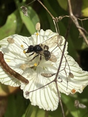 Andrena parnassiae