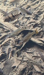 Poeciliidae