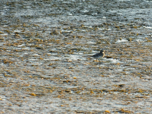 Trasochvost žltohlavý (Motacilla citreola)