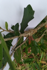 Callirhytis quercusbatatoides