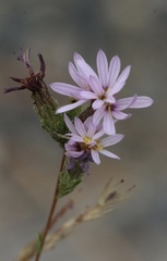 Lessingia nemaclada