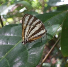 Arawacus aetolus