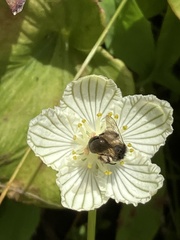 Andrena parnassiae