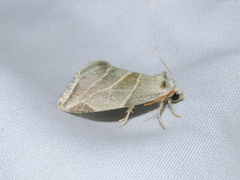 Plagiomimicus mimica