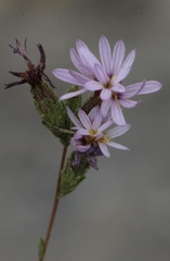 Lessingia nemaclada