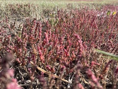 Salicornia rubra
