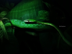 Ahaetulla mycterizans