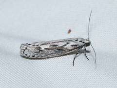 Ethmia semitenebrella