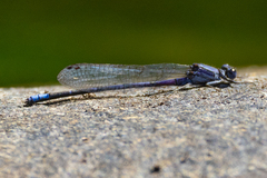 Argia emma