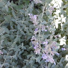 Lamiaceae