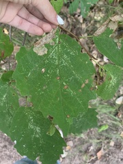 Hamamelis virginiana