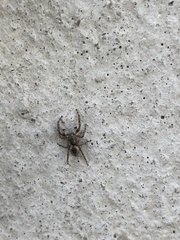 Mexigonus