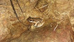 Pulchrana
