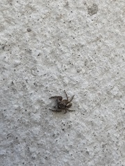 Mexigonus