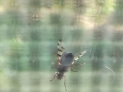 Ulidiidae