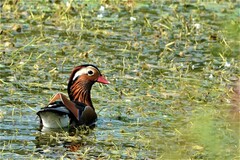 Aix galericulata