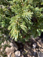 Juniperus communis