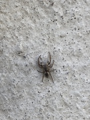 Mexigonus